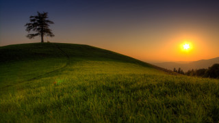 Grassy hill tree sunset mountains - a grassy hill free wallpaper