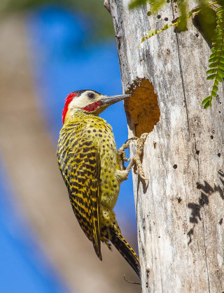 Bird tree eating worm mouth - free bird wallpaper for mobile