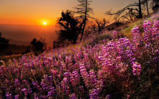 Purple flowers sunset hill bushes - purple flower free wallpaper for desktop