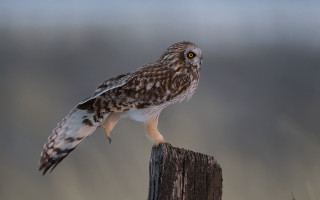 Bird perched owl gradient puzzle - a sky background behind free wallpaper