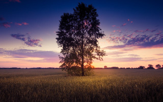 Lone tree sunset purple pink - a purple sky in the background free wallpaper for desktop