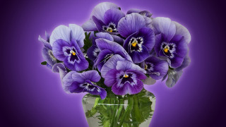 Purple flower vase gradient digital - a purple background behind free wallpaper