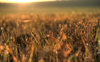 Grass sun dew autumn bokeh - little free wallpaper