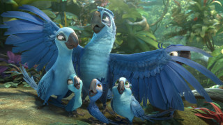 Blue birds forest flower light - free animals wallpaper