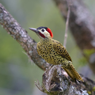 Red headed bird branch woods - free bird wallpaper for tablet