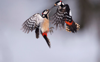 Two birds flying spread wings - beak free wallpaper