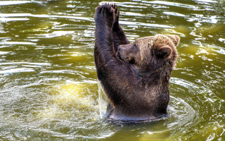 Bear water reaching catch animal - a bear free wallpaper