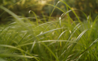 Grass trees sunlight blurry forest - the grass and trees free wallpaper for desktop
