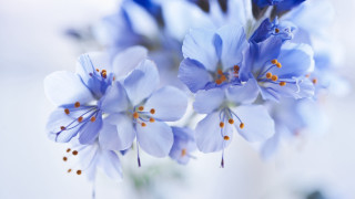 Blue flower vase macro floral - blue flower free wallpaper