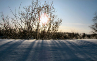 Snow covered field trees sun - anamorphic free wallpaper