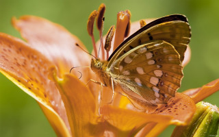 Butterfly flower green background macro 2 - a green background and a blurry background behind free wallpaper