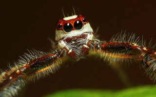 Spider leaf eyes long tail - alton tobey free wallpaper