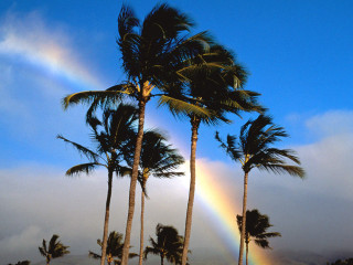 Rainbow palm trees tropical sky - tropical free wallpaper