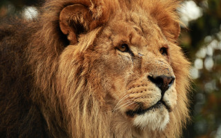 Lion closeup bushy background eye - visible free wallpaper