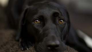 Black dog brown carpet sad - a portrait free wallpaper