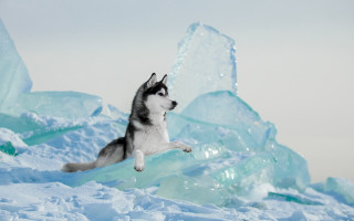 Husky jumping ice blocks snowy - husky free wallpaper for desktop