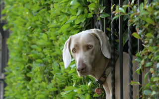 Dog gate green leaves fence - a gate free wallpaper