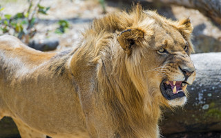 Lion open mouthed tree outdoors - a lion free wallpaper