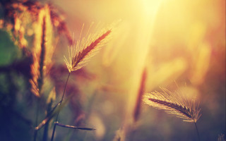 Grass sunshine anamorphic lens flare - a blurry background of the grass free wallpaper