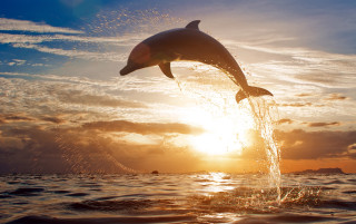 Dolphin sunset backlit ocean clouds - the sun free wallpaper