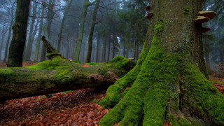 Moss covered tree trunk forest 3 - fallen free wallpaper