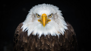 Bald eagle white head yellow 4 - a white head free wallpaper