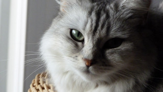 Cat green eyes basket serious - catrin g grosse free wallpaper