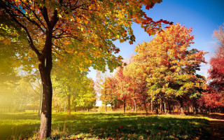Autumn fall leaves trees sunset - the fall free wallpaper