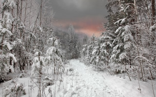 Snowy forest path pink sky - a snowy path in a forest free wallpaper