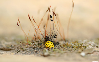 Yellow black bug dirt grass - top of a dirt field next free wallpaper