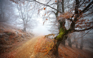 Foggy woods autumn leaves magic - free halloween wallpaper