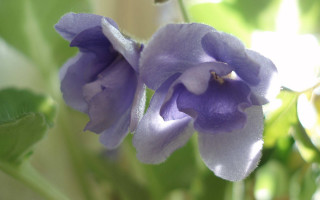 Purple flower green leaves sunlight - the background and sunlight free wallpaper