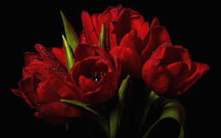 Red flowers water droplets studio - studio photography free wallpaper
