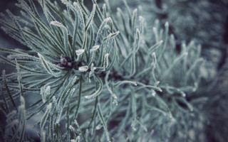 Pine ice branches macro shallow - a close up of a pine tree free wallpaper