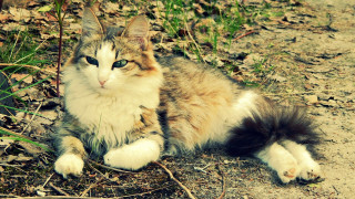 Cat grass dirt field glamorous - dirt free wallpaper