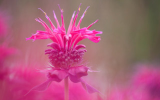Pink flower blurry background macro 4 - macro photography free wallpaper
