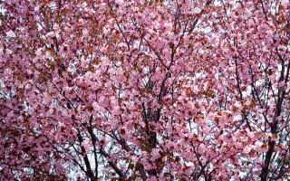 Pink cherry blossoms blue sky 3 - a white sky free wallpaper