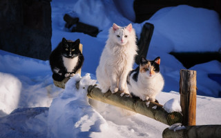 Three cats snow log renaissance - bourgeoi free wallpaper for desktop
