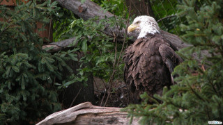 Bald eagle forest fallen trunk - fallen free wallpaper