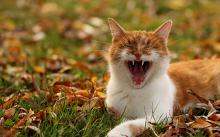 Cat yawning grass outdoors nature - a cat free wallpaper