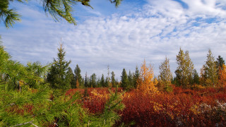 Autumn trees bushes clouds sky - arkhip kuindzhi free wallpaper