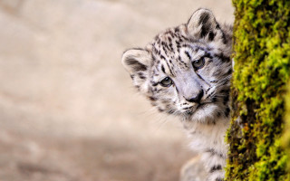 Snow leopard cub mossy tree - mossy free wallpaper