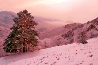 Snowy landscape tree mountains sunset - a tree and mountains free wallpaper