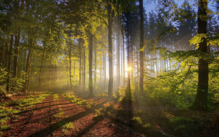 Sunbeam forest trail autumn nature - volumetric light free wallpaper