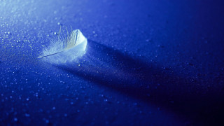 Feather blue surface water droplets 2 - a feather free wallpaper
