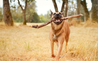 Dog running stick field trees - a stick free wallpaper