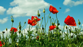 Red flower bee sunny blue - impressionist painting free wallpaper