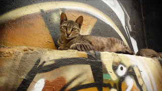 Cat wall mural beach desert - graffiti art free wallpaper