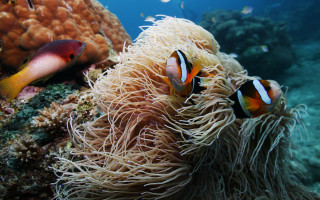 Clownfish anemone underwater nature monster - underwater free wallpaper for desktop