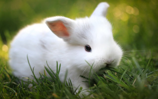 White rabbit in grass nature - a white rabbit free wallpaper
